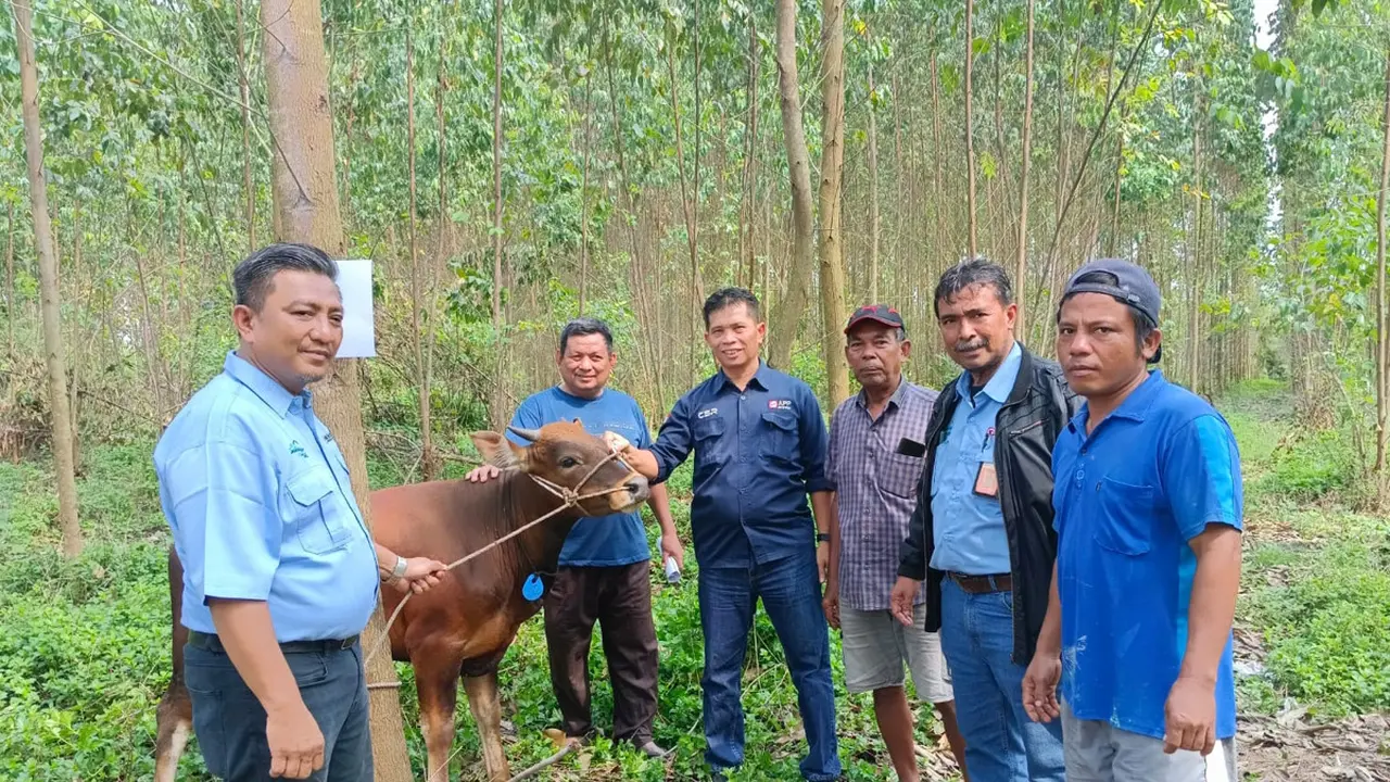 Satu dari 361 ekor sapi yang didonasikan APP Group ke masyarakat, melalui sejumlah pabriknya. Tampak penyerahan yang dilakukan perwakilan PT Indah Kiat Pulp & Paper Perawang Mill, Riau. (Dok Sinar Mas)