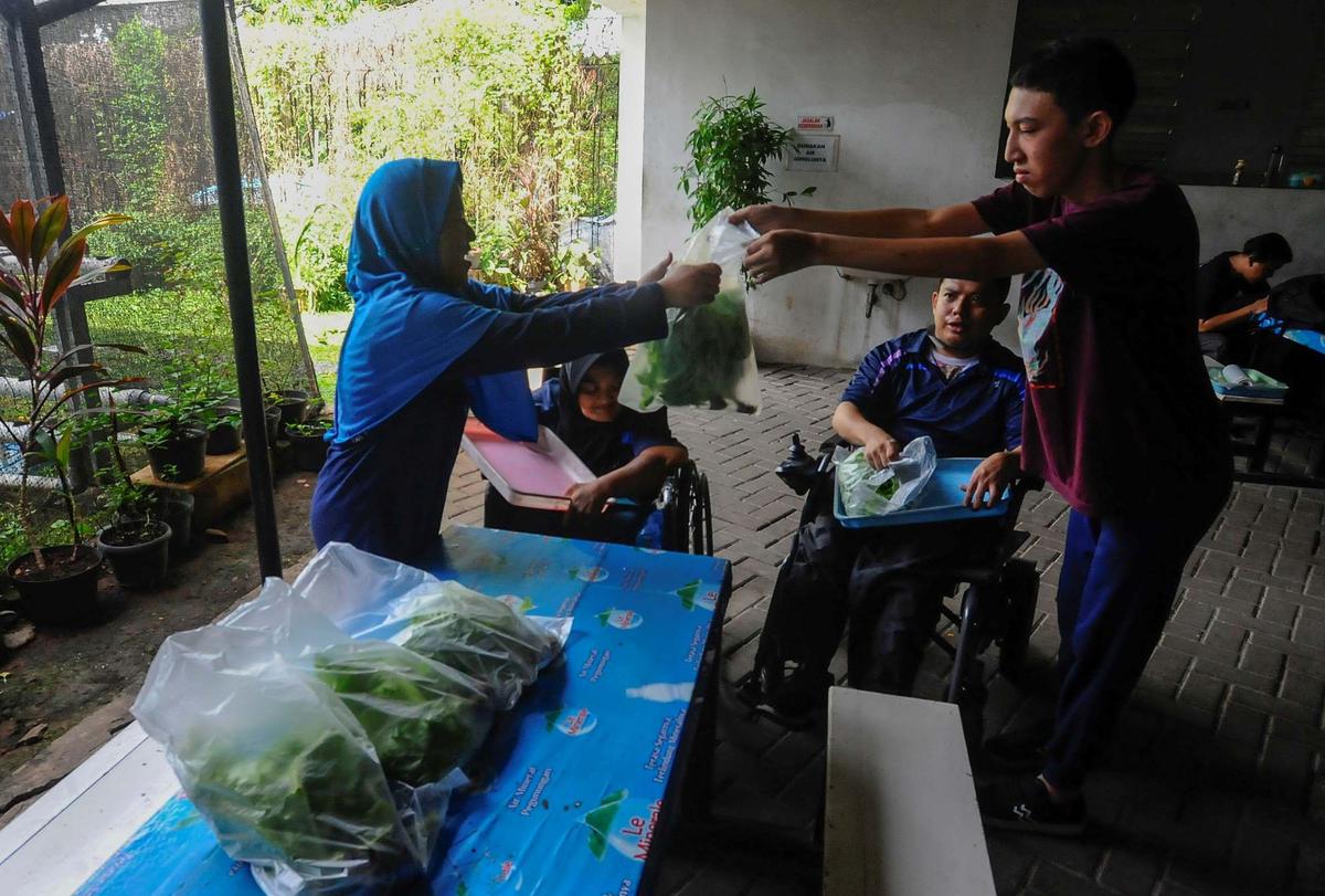 Murid difabel panen selada air di kebun hidroponik YPAC