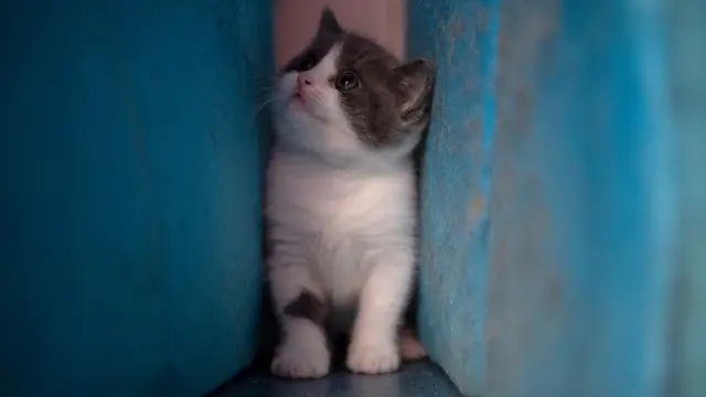 Kloning Kucing