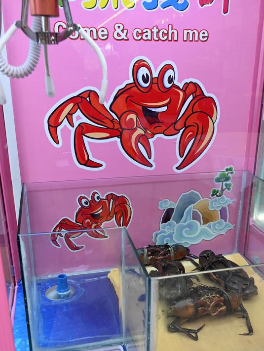 FOTO: Ini Mesin Capit Berisi Kepiting Hidup yang Tuai ...