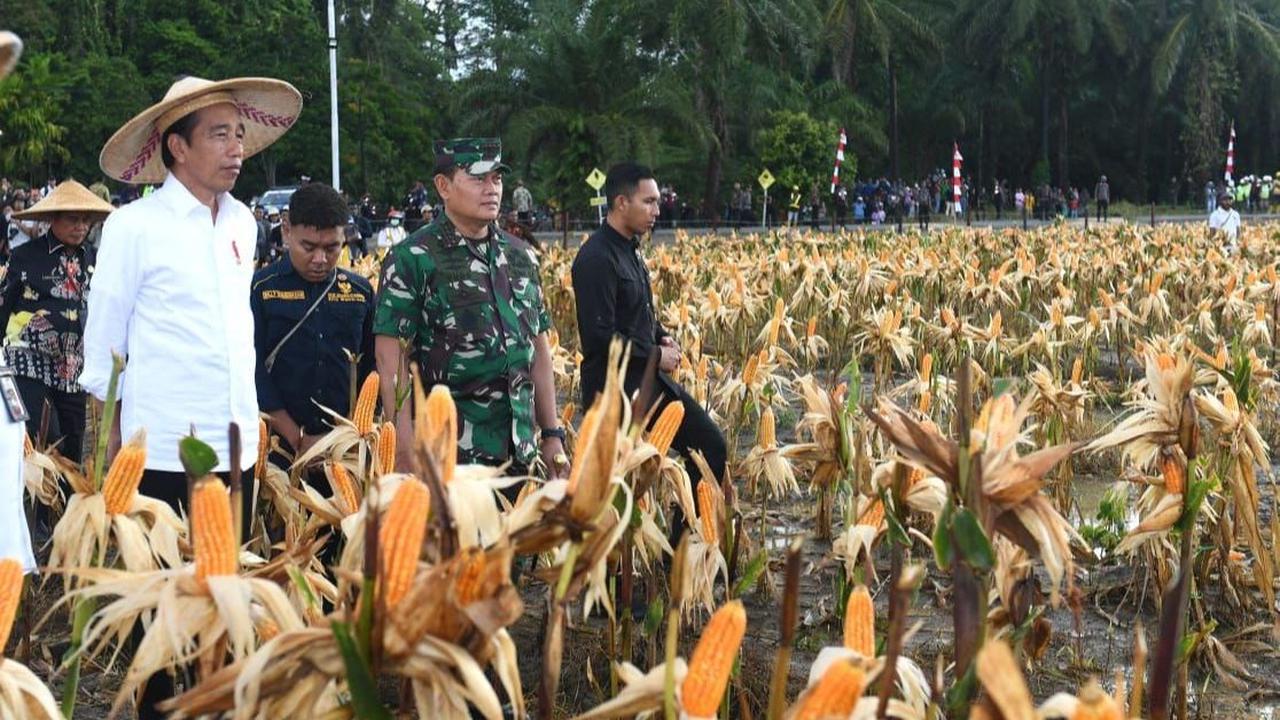 Meski hasilnya belum maksimal, Jokowi menilai wajar lantaran ladang itu baru pertama kali digunakan dan diolah untuk menanam jagung.
