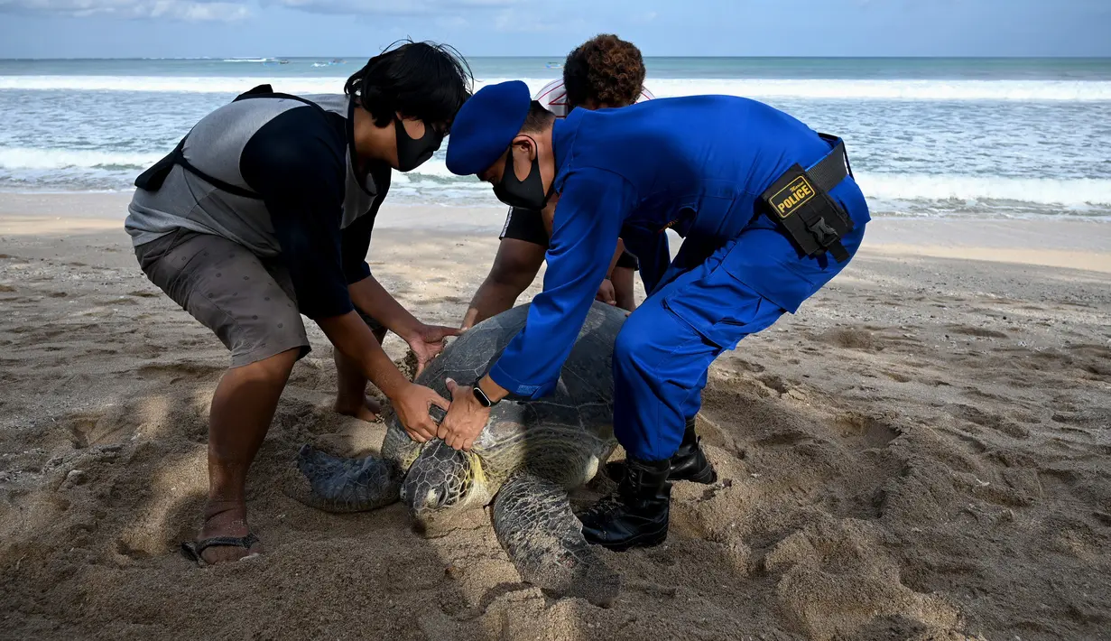 Anggota Ditpolairud Polda Bali (kanan) melepasliarkan penyu hijau (Chelonia mydas) di Pantai Kuta, dekat Denpasar, Rabu (5/8/2020). Sebanyak 25 dari 36 ekor penyu hijau hasil sitaan dari upaya penyelundupan di perairan Serangan, Denpasar, dilepasliarkan. (SONNY TUMBELAKA/AFP)