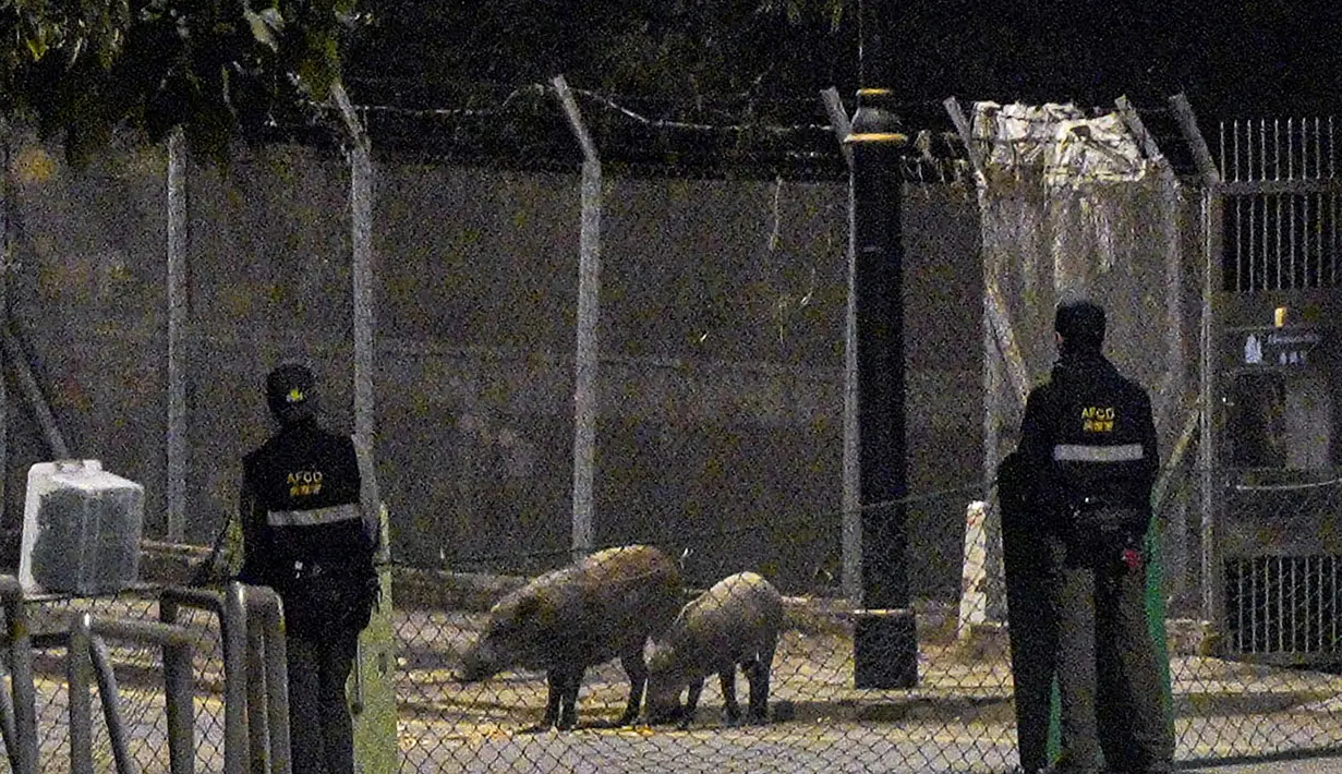Babi hutan memakan roti sebagai umpan yang diberikan petugas Departemen Pertanian, Perikanan dan Konservasi di Hong Kong, Rabu (17/11/2021). Pihak berwenang Hong Kong pekan ini menangkap tujuh babi hutan untuk mengurangi jumlah mereka di daerah perkotaan. (Lam Chun Tung/The Initium Media via AP)