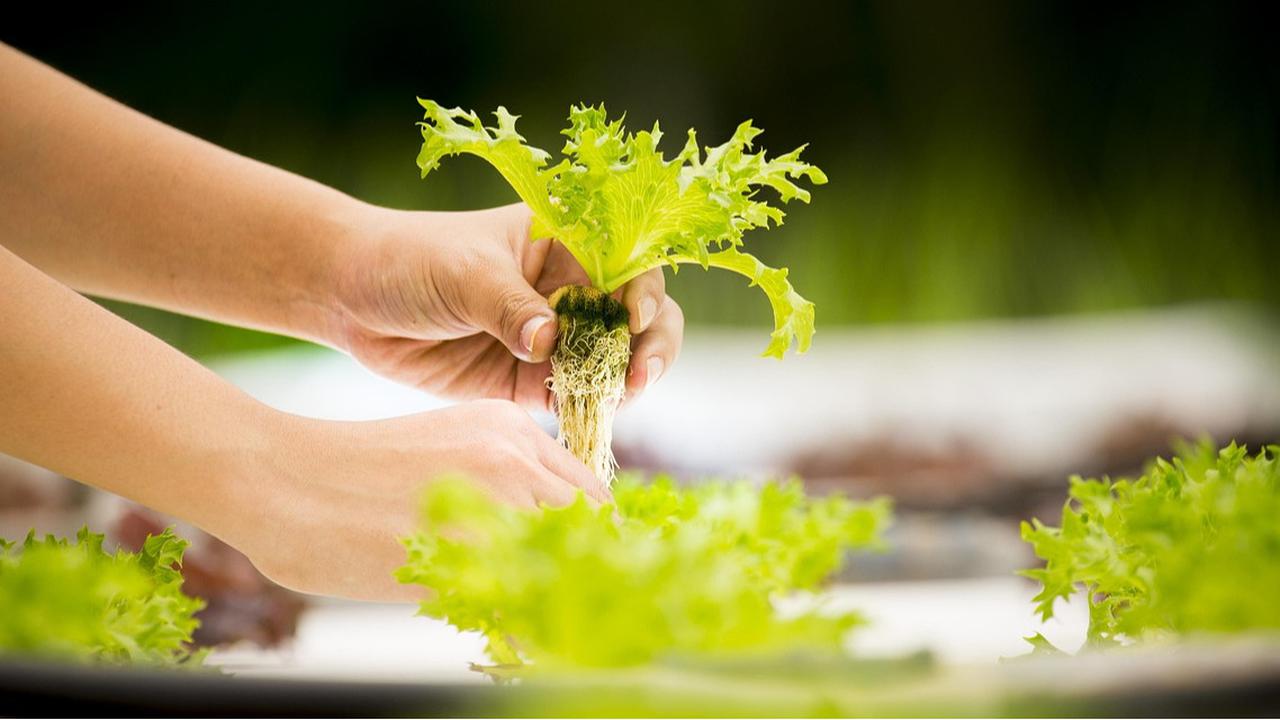 Daftar 15 Sayur-Sayuran yang Bisa Ditanam dengan Pot Hidroponik di Rumah, Cocok untuk Pemula