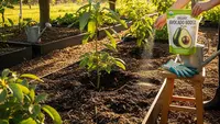 7 Tips Membuat Pupuk Alami Ampuh untuk Kebun Alpukat di Rumah agar Panen Lebat