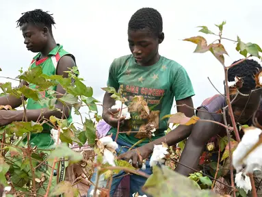 Sejumlah petani memanen kapas di ladang dekat Boromo, Burkina Faso, 19 Oktober 2021. Jutaan orang di Burkina Faso mengandalkan hidupnya dari kapas. (ISSOUF SANOGO/AFP)
