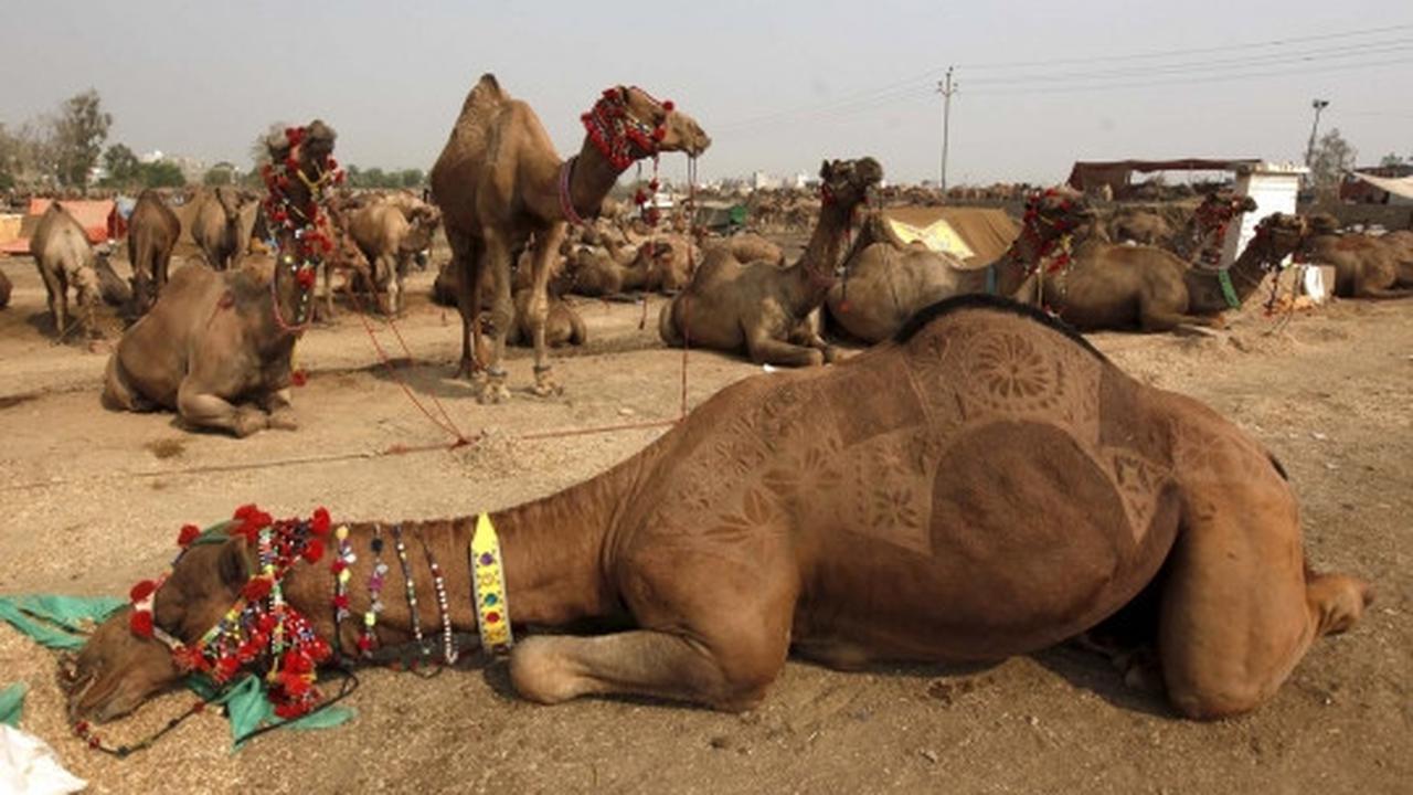 Trik unik pedagang di Pakistan ukir bulu hewan kurban biar laris