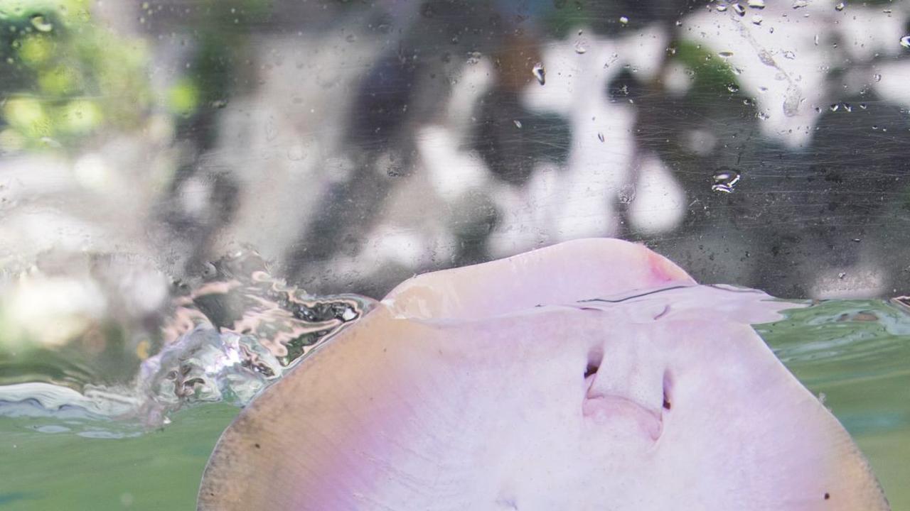 Ikan Pari Jawa Punah Akibat Ulah Manusia, Ini Buktinya