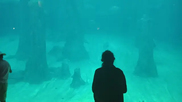 Amazone Flooded Forest