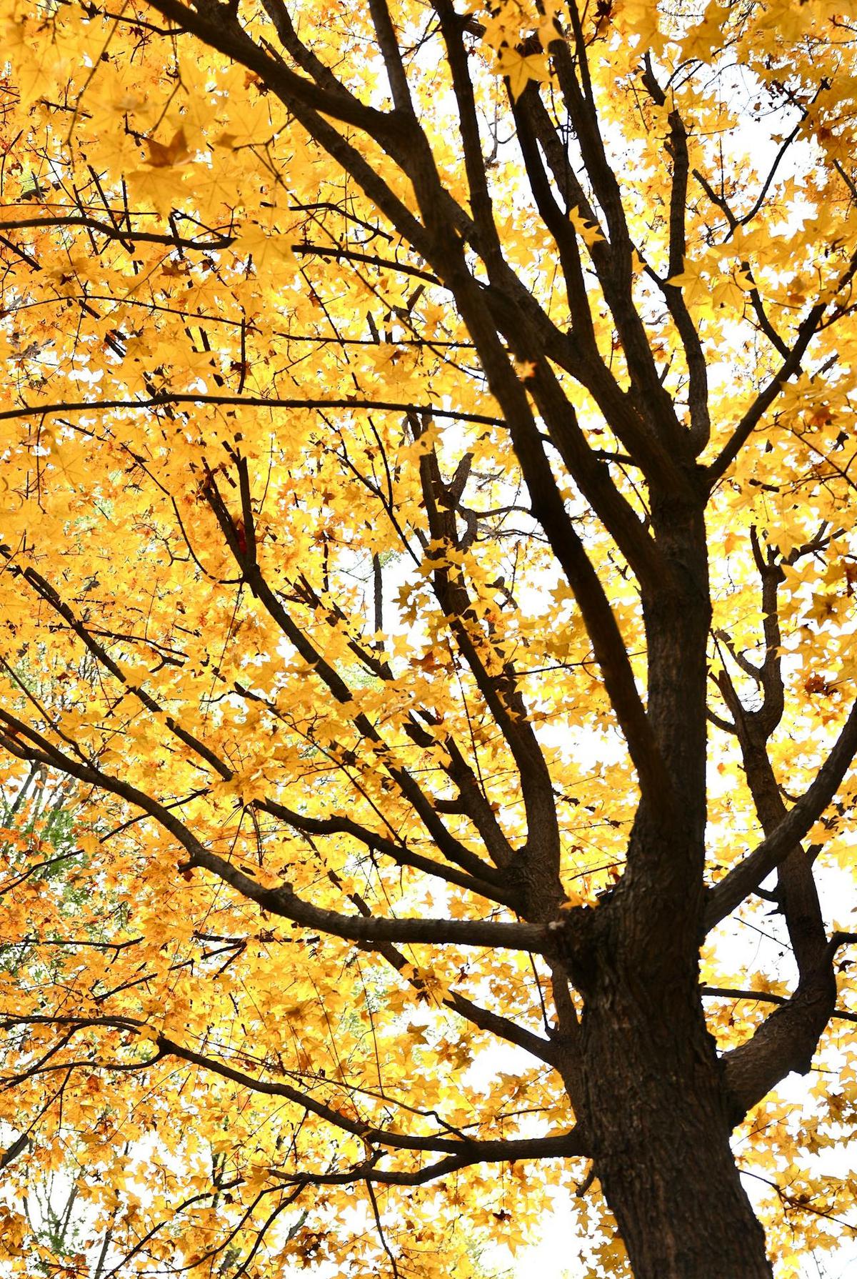 Pohon Maple
