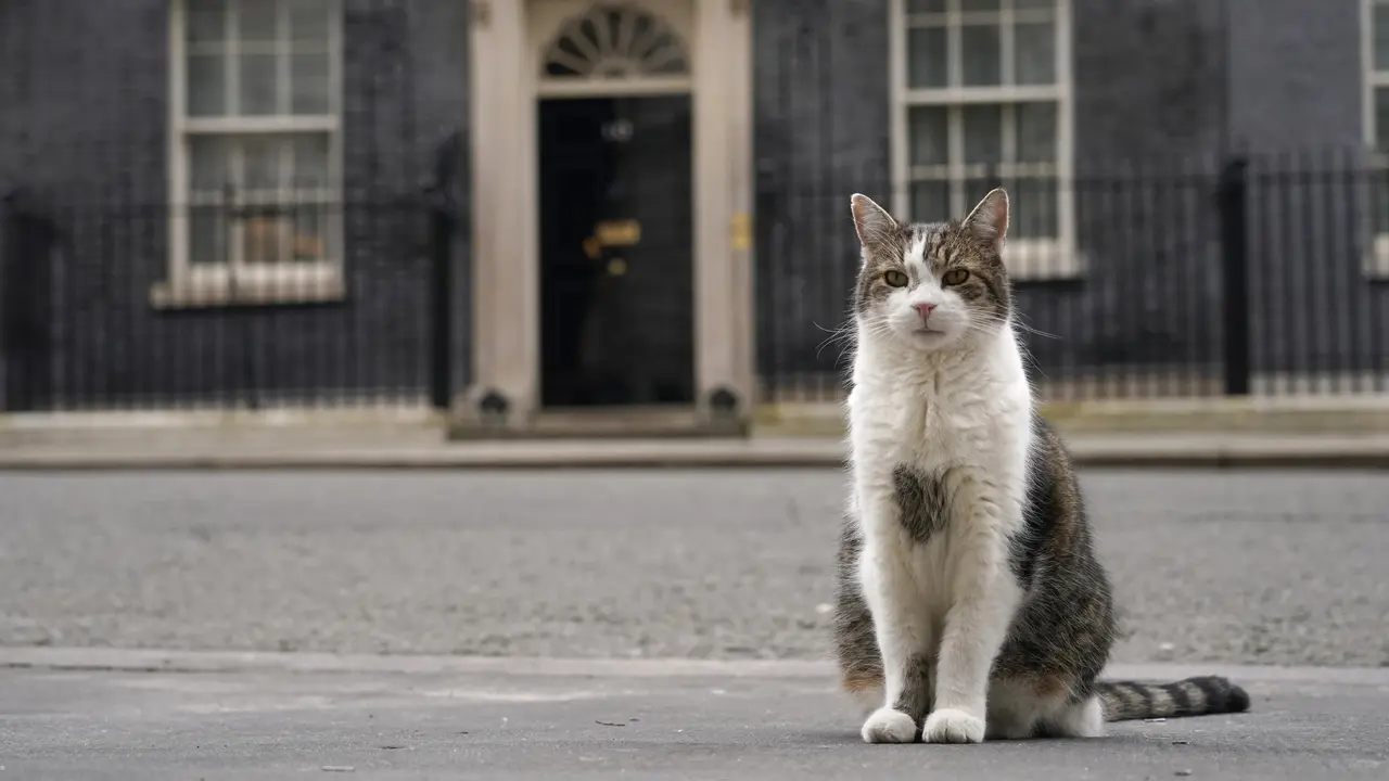 Larry si kucing Downing Street 10, teman Perdana Menteri baru Inggris, Keir Starmer. (AP/ File)