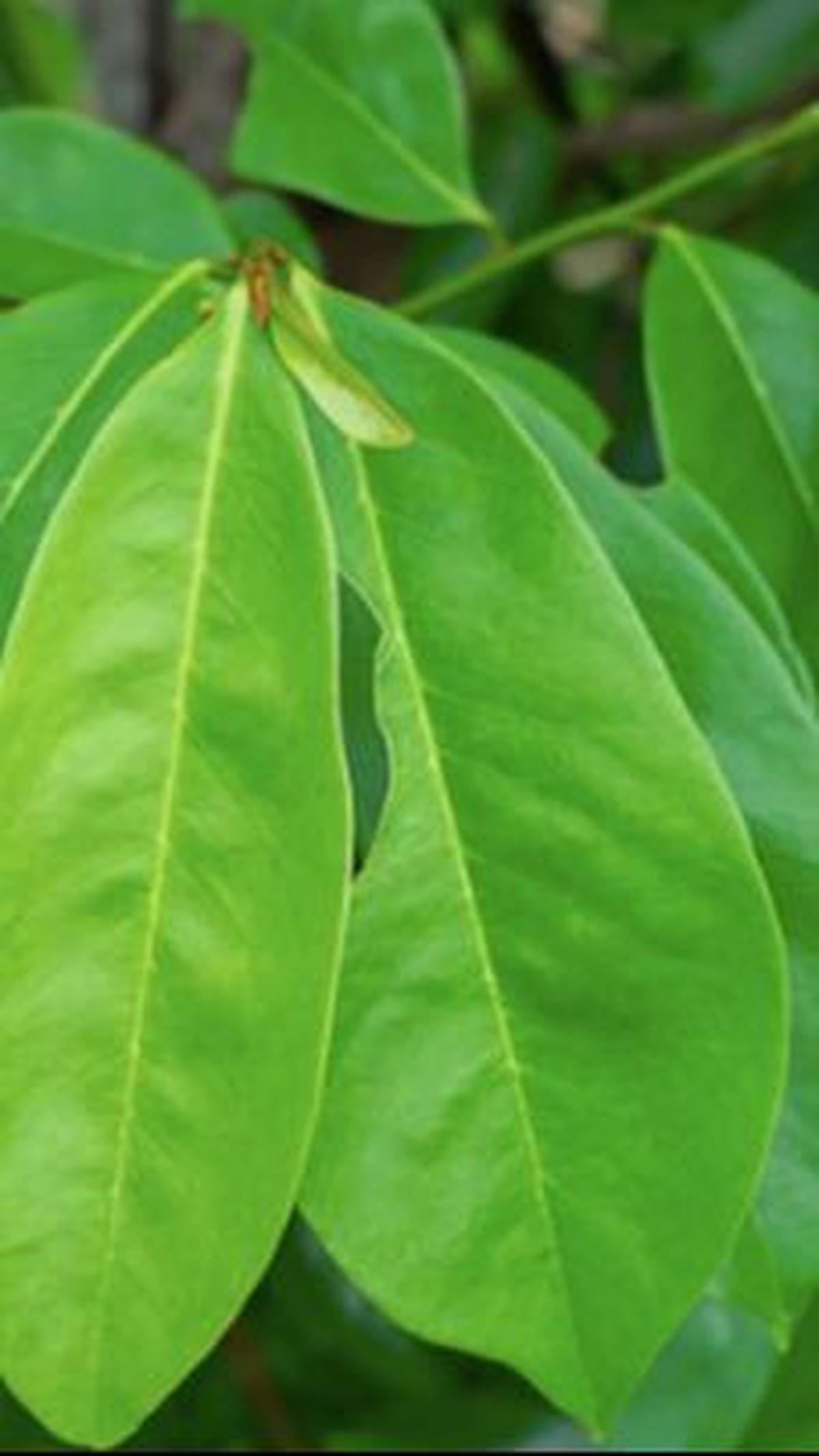 Manfaat Daun Sirsak untuk Benjolan Tumor<br>
