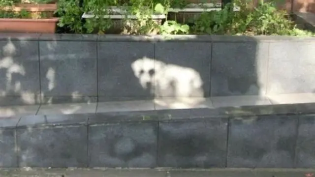 6 Ilusi Optik Anjing Ini Menipu Mata, Butuh Ketelitian