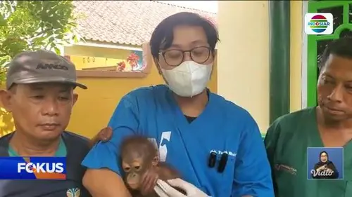 Fokus : Fenomena Hujan Es dan Angin Kencang Terjang Permukiman di Jember