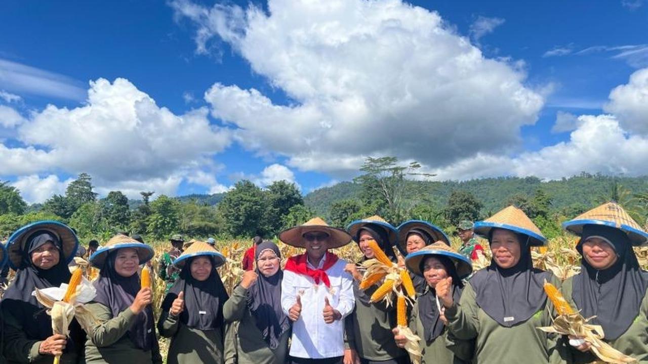 Maluku Tengah Perkuat Swasembada Pangan, Panen Jagung di Tehoru Jadi Bukti Nyata