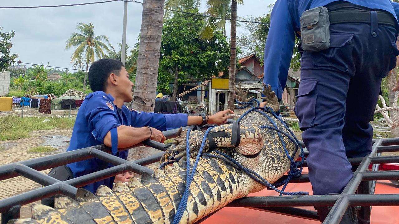 Penangkapan Buaya Masuk ke Desa Kohod Tangerang