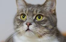 Nama Kucing Lucu dan Antimainstream! Cocok Banget untuk Diberikan pada Anabul Kecintaan