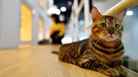 Seekor kucing Bengal bernama Tuah duduk di lantai luar kamar hotel CatZonia di Shah Alam, Kuala Lumpur, Malaysia, 6 Agustus 2018. Hewan yang datang ke hotel ini bisa tinggal selama tiga jam atau sampai satu tahun. (AFP/Manan VATSYAYANA)