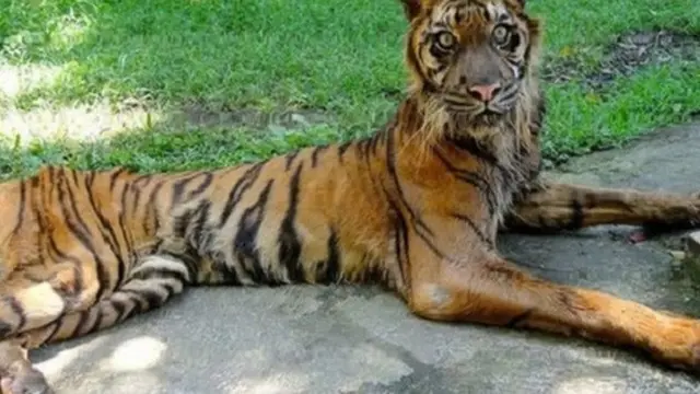 Harimau Sumatera kurus karena uang makan disunat petugas kebun binatang