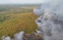 6 Perusahaan di Kalimantan Disanksi Buntut Kebakaran Hutan