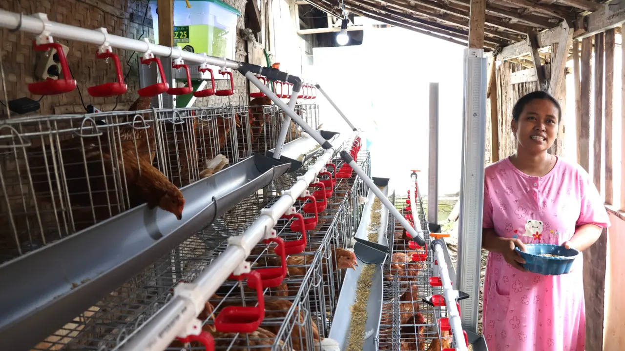 Program GAYATRI (Gerakan Ayam Petelur Mandiri), salah satu program unggulan Pemerintah Kabupaten Bojonegoro melalui APBD 2025 (Foto: Pemkab Bojonegoro)