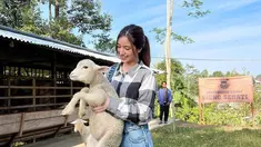 Wonosobo, Jawa Tengah, memang menjadi salah satu tempat untuk menikmati liburan di alam. Di sini bisa menikmati indahnya pegunungan dan danau yang indah. Bahkan ada pula peternakan domba yang lucu sehingga bikin gemas. (Liputan6.com/IG/@danniasalsabilla)