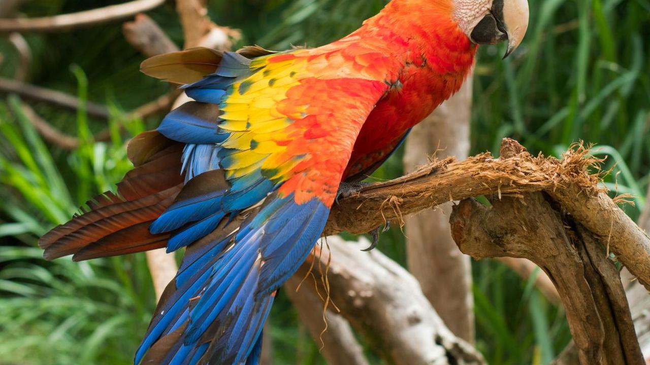 <b><br>Scarlet Macaw (Ara macao)</b><br>