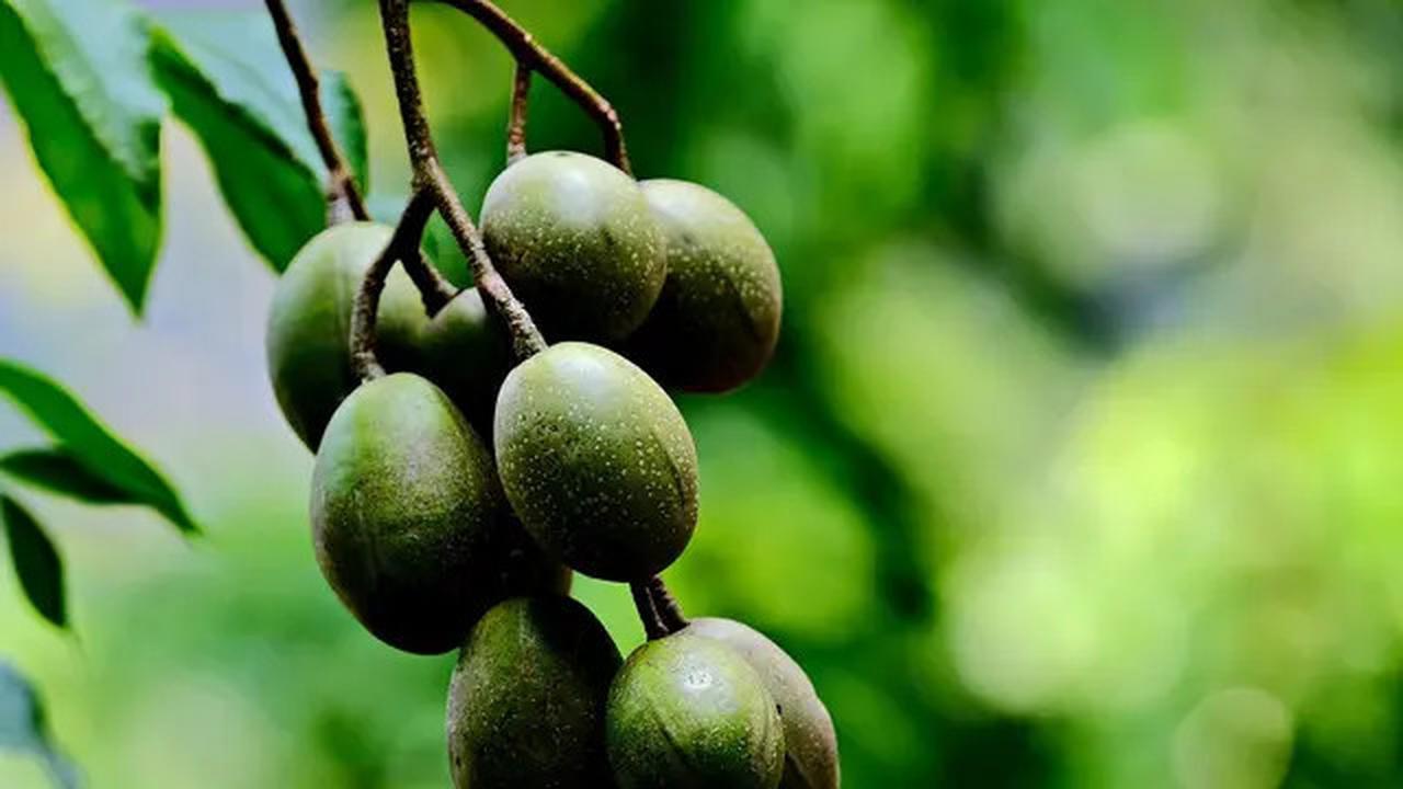 10 Buah-buahan Berpohon Pendek yang Tahan Panas, Cocok untuk Teras Terbuka