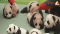 Pameran Bayi-bayi Panda Nan Menggemaskan