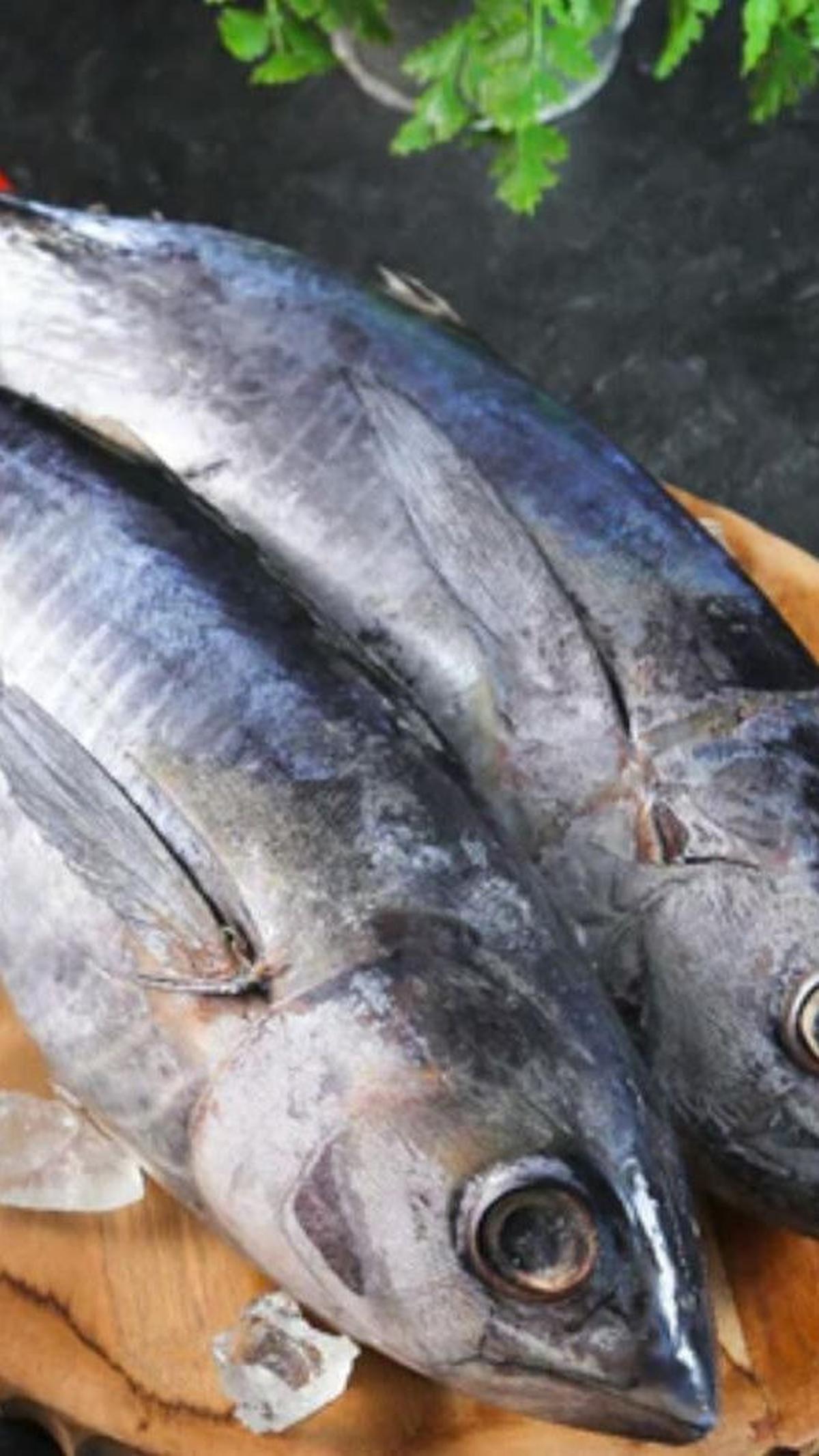 5. Ikan Tongkol