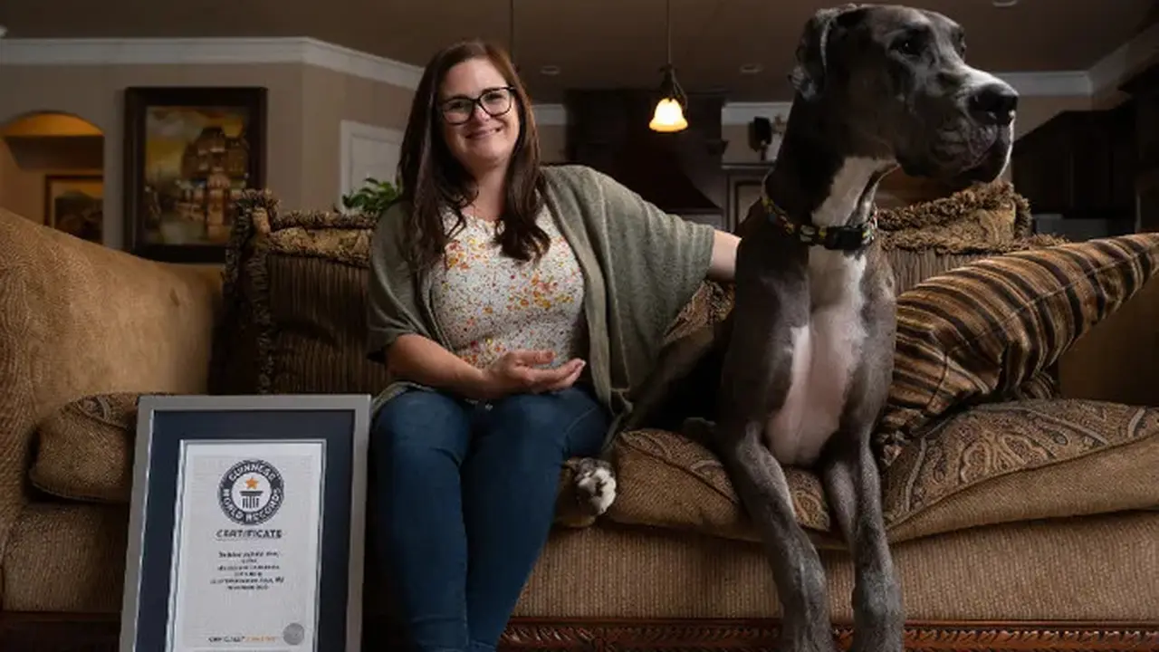 Zeus, anjing Great Dane Amerika berusia dua tahun berwarna abu-abu dan coklat dari Bedford, Texas, Amerika Serikat, telah dikonfirmasi Guinness World Records sebagai anjing jantan tertinggi yang hidup di dunia. (guinnessworldrecords.com)