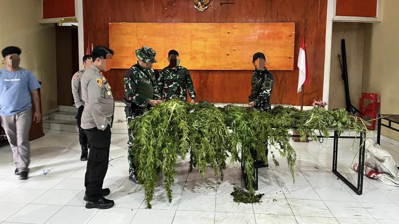 Ladang Ganja Berisi 226 Batang Ditemukan