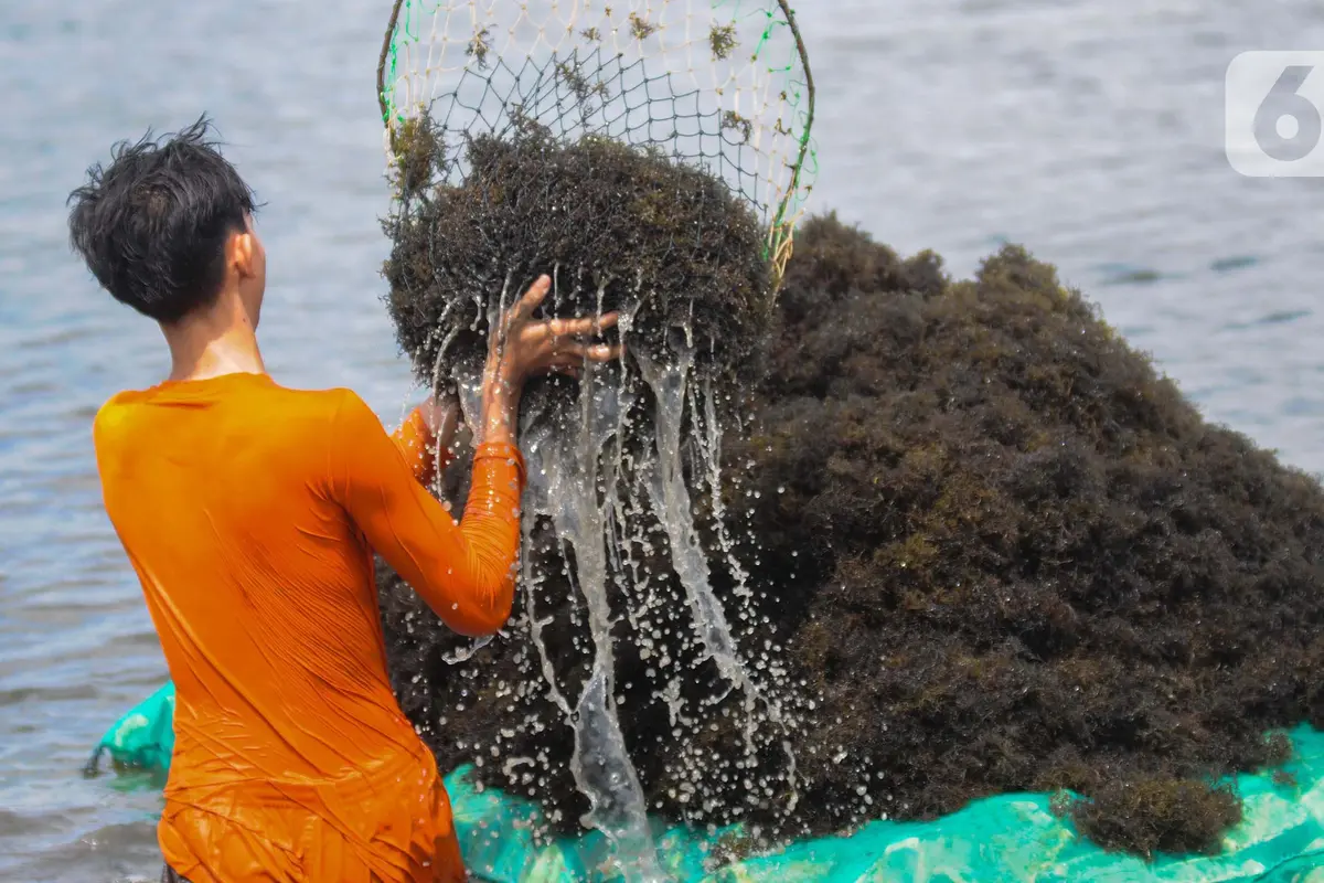 Rumput laut anjlok harganya