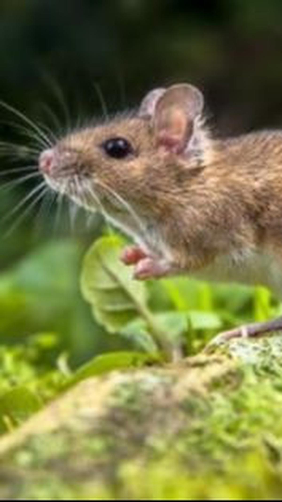 <b>Tikus Pohon Tidur Selama 16 Jam</b><br>