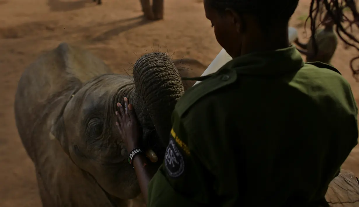 Salah seorang penjaga memberi makan seekor anak gajah di Reteti Elephant Sanctuary, Namunyak Wildlife Conservancy, Kenya, Rabu (26/2/2020). Reteti Elephant Sanctuary dilihat sebagai gerakan pelestarian akar rumput berbasis masyarakat yang berkembang di Kenya utara. (TONY KARUMBA/AFP)