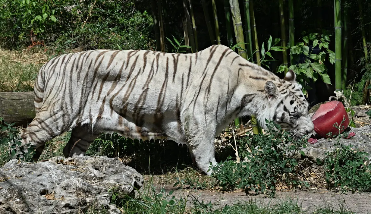 Hewan pemangsa seperti singa atau anjing laut ditawari es loli yang terbuat dari daging sapi atau ikan, tergantung pada makanan mereka. (Andreas SOLARO / AFP)