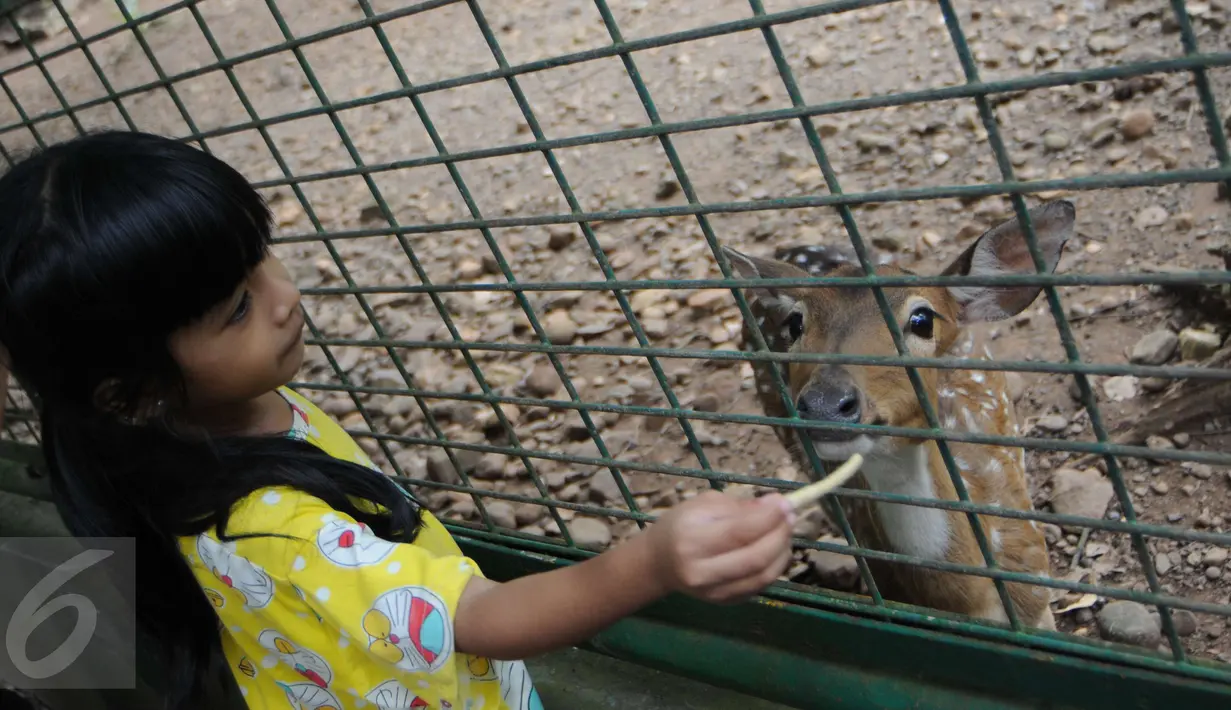 Seorang anak memberi makan seekor rusa saat berkunjung ke Ragunan, Jakarta, Minggu (25/12). Hampir setiap tahun, Ragunan selalu dipadati pengunjung saat libur panjang. (Liputan6.com/Helmi Afandi)