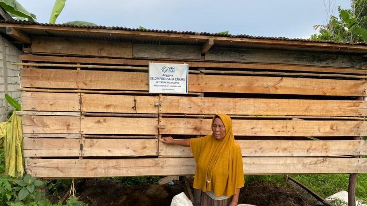 Tahukah Anda Ayam Joper? PLN Beri Bantuan Usaha Peternakan Ayam di Kalselteng, Dorong Ekonomi Lokal