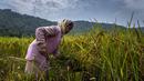 Seorang wanita suku Karbi memanen padi di ladang di pinggiran Gauhati, India, Senin (23/5/2022). Suku Karbi adalah salah satu komunitas etnis utama di India Timur Laut yang sebagian besar terkonsentrasi di distrik perbukitan Karbi Anglong di Assam. (AP Photo/Anupam Nath)