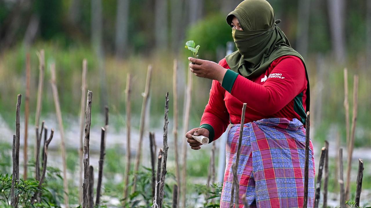 Lahan Bekas Lumpur Banjir Bandang Jadi Areal Pertanian Produktif di Pidie Jaya
