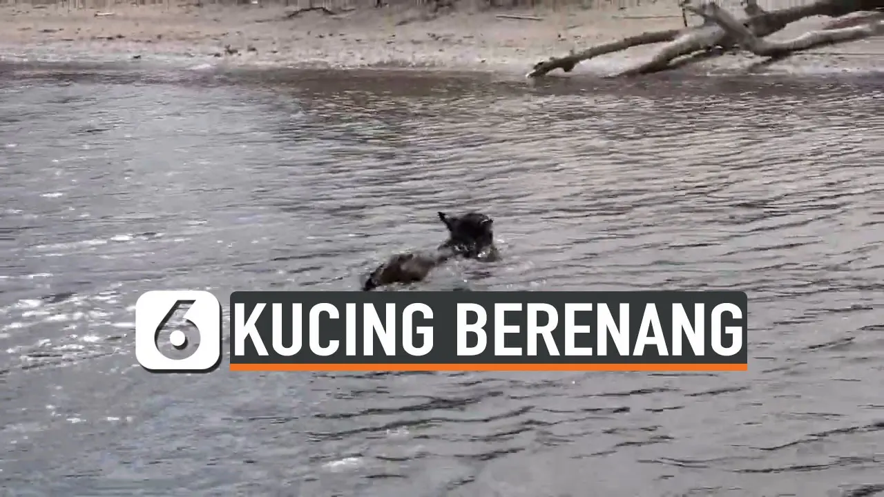 KUCING LIAR BERENANG SEBERANGI PULAU DEMI CARI MAKANAN