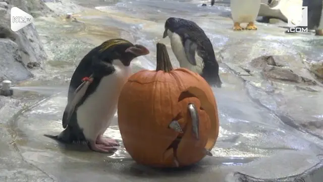 Keseruan perayaan Halloween di Kebun Binatang Detroit, Amerika Serikat.