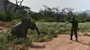 Seekor gajah betina bermain bersama penjaganya saat jalan-jalan rutin di Reteti Elephant Sanctuary, Namunyak Wildlife Conservancy, Kenya, Rabu (26/2/2020). Setiap tahunnya sekitar lima hingga sepuluh anak gajah diselamatkan dari populasi sekitar 8.700. (TONY KARUMBA/AFP)