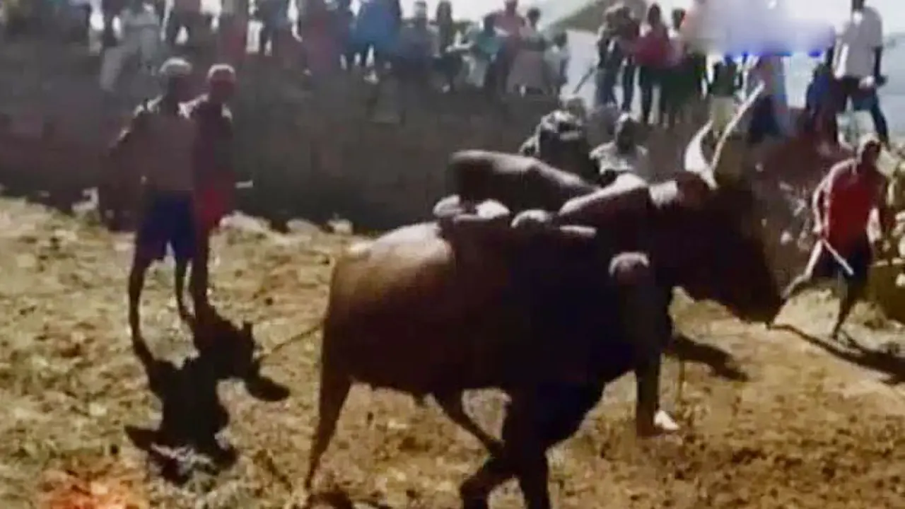 VIDEO: Tradisi Peluk Punuk Kerbau Agar Mudah Dapat Jodoh