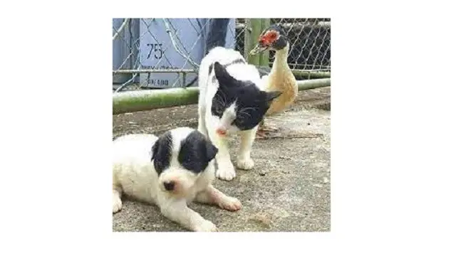9 Potret Kucing Krisis Identitas Ini Bikin Geleng Kepala