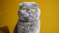 10 Surprising Facts About Scottish Fold Cats That Are Banned in Some Countries
