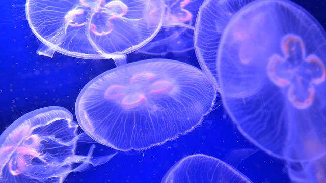 20161213 Deretan Foto Satwa Terbaik Sepanjang Tahun 2016