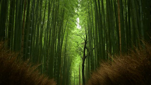 Arashiyama Bamboo Forest