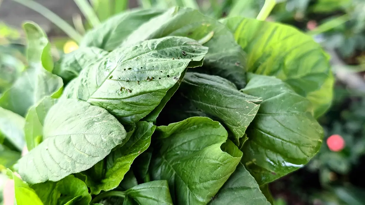Bayam Disebut Makanan Super, Bagus Dikonsumsi oleh Pasien Hipertensi dan Diabetes