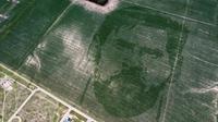 Wajah Lionel Messi digambar di ladang jagung di Los Condores, Argentina. (Reuters/Agustin Marcarian)